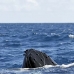 whale_humpback_v_01083_dom3297.jpg